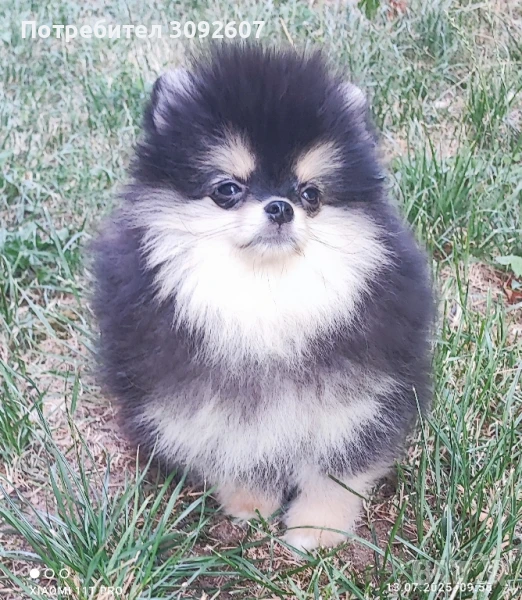 Померанче мъжко, снимка 1