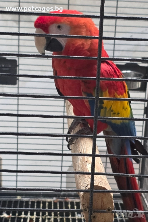 Скарлет Ара - Женска 5 г., снимка 1