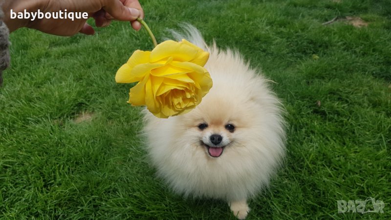 Померан за разплод, снимка 1