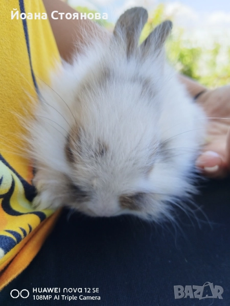 декоративни зайчета, снимка 1