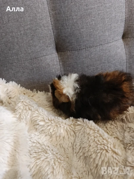 Моски свинчета альпака с дълга къдрава коса, снимка 1