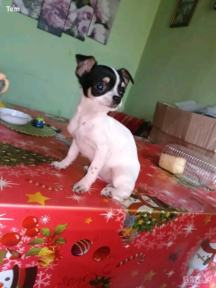 Чихуахуа, снимка 1