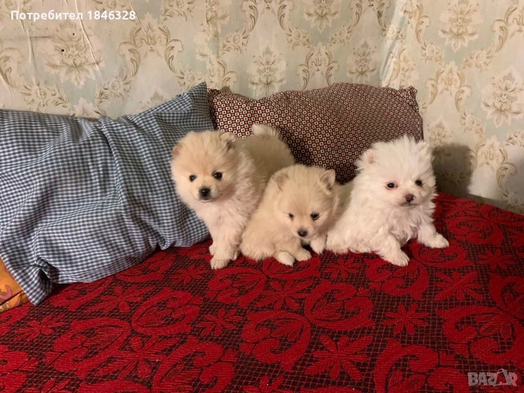 Померан , снимка 1