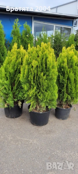 Туя Ауреа Нана 110см., снимка 1