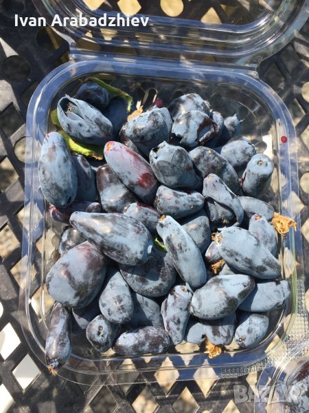 Камчатска(Майска) Боровинка, снимка 1