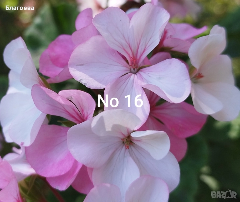 Мушкато розовобяло/Хамелеон , снимка 1