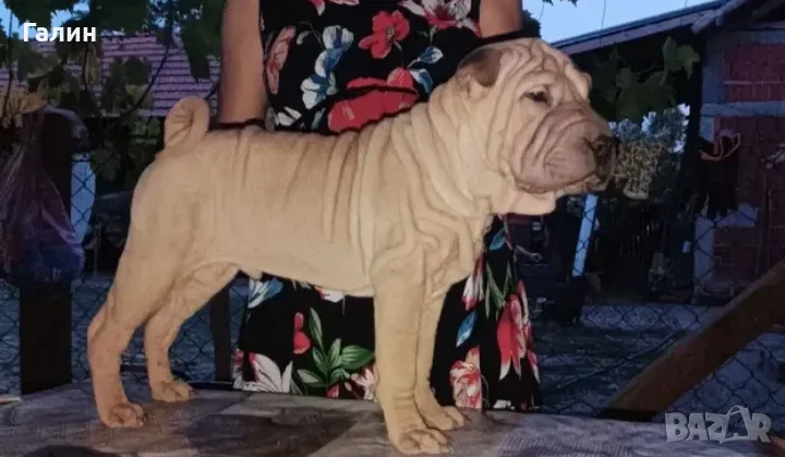 Шар-пей,Шарпей с родословие , снимка 1