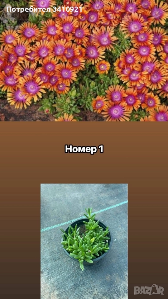 Делосперма 7 цвята, снимка 1