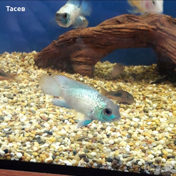 Акара електрик блу 3-4см, снимка 1