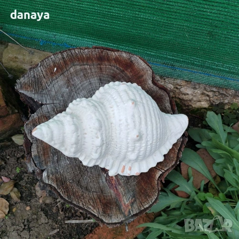 6261 Ретро декоративна фигура Рапан мидена черупка, снимка 2 - Статуетки - 52188160