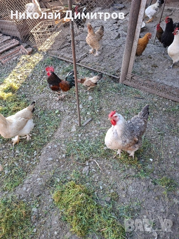 яйцата от фамилна ферма., снимка 3 - Кокошки и пуйки - 54261264