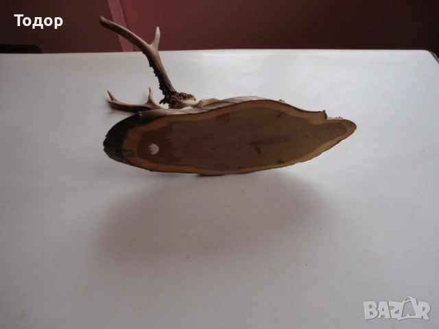 Ловен трофей рога 15 , снимка 6 - Ножове - 54087383