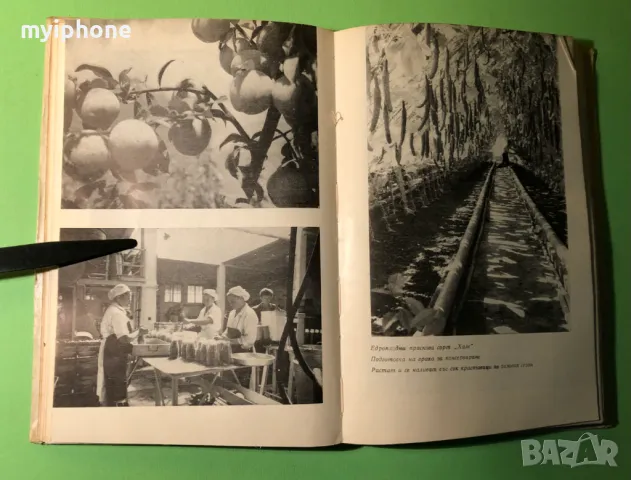 Стара Книга Плодовете и Зеленчуците Храна и Лечебно Средство, снимка 8 - Специализирана литература - 49279639