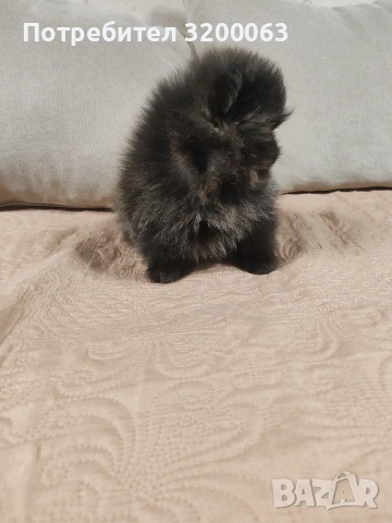 Померан мини мъжки., снимка 14 - Померан - 52878318