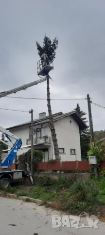 рязане, кастрене и почистване , снимка 10 - Други услуги - 43017277