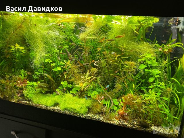 Аквариумни растения , имам и за езеро, снимка 1 - Рибки - 40911686
