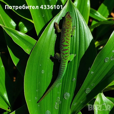 Продавам Phelsuma grandis – гигантски мадагаскарски дневен гекон 🦎✨, снимка 1