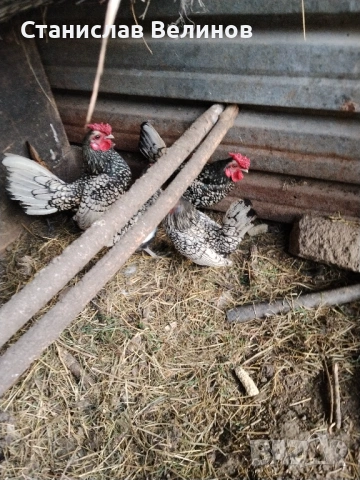 Продавам яйца от зибрайт 