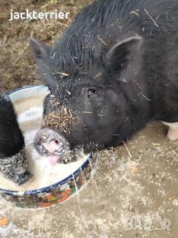 Свиня майка