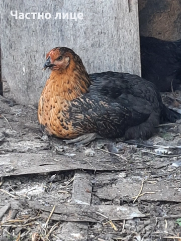 Пилета супер харко