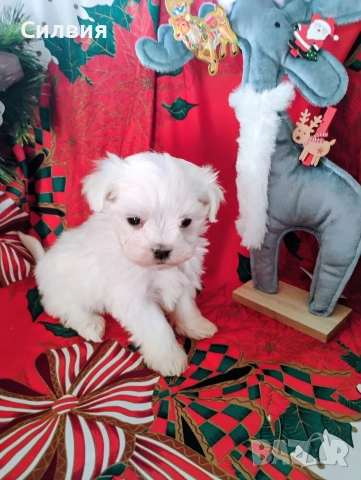 предлагам малтийски болонки , снимка 4 - Болонка - 52810490