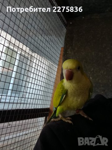 Монашески Папагалчета (монах), снимка 10 - Папагали - 37902418