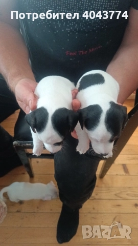 Джак ръсел две женски, снимка 2 - Джак ръсел териер - 51623198