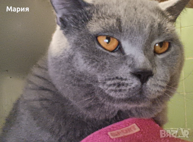 Черни британски котенца , снимка 7 - Британска късокосместа - 50832276