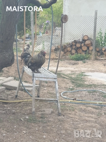   петли копринки и бантам, снимка 7 - Кокошки и пуйки - 51609027