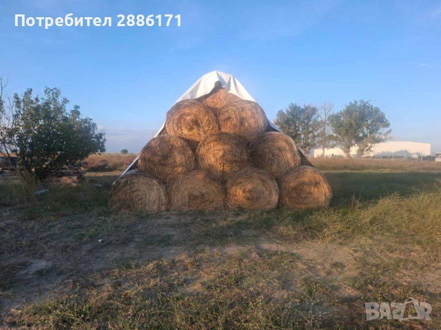 Продавам бали овес, снимка 4 - Овце - 52080658