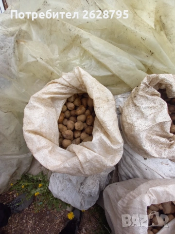 Картофи за семе и консумация, Родопски картофи, снимка 14 - Хранителни добавки - 54196858