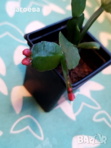 Великденче червено , снимка 2 - Стайни растения - 53754595