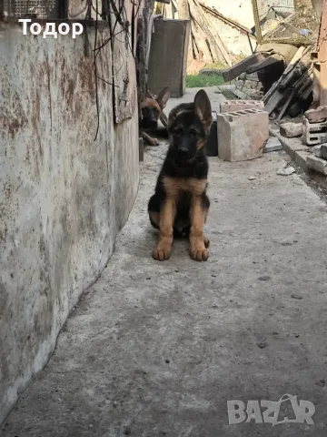 Мъжка немска овчарка 