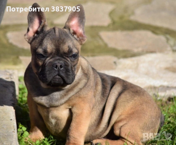 Френски булдоци, снимка 5 - Френски булдог - 52741771