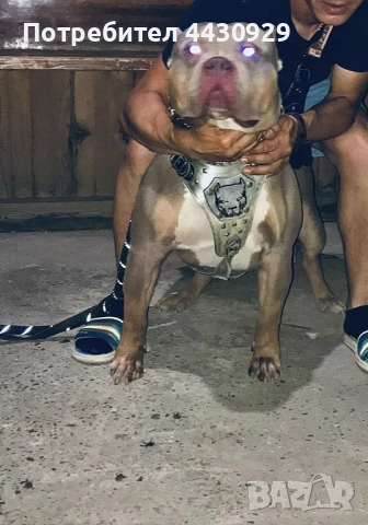 American bully XL, снимка 4 - Други - 52679454