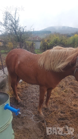 преговори, снимка 3 - Крави - 52787259