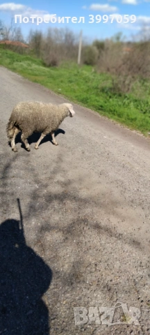 продавам 3 броя мъжки шилета, снимка 2 - Овце - 54127212