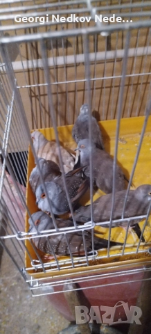 Продавам диамантени гугутки 