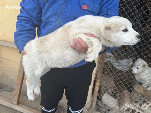 Алабай (Средно Азиатска овчарка), снимка 3 - Алабай - 52940508