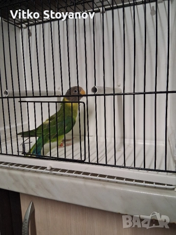 Сливоглав александър-женски, снимка 3 - Папагали - 53999711