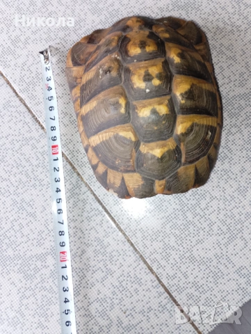 Коруба на костенурка и абаносова африканска маска