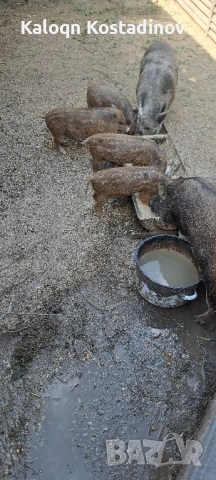 Продавам виетнамски прасета , снимка 6 - Прасета - 51882927