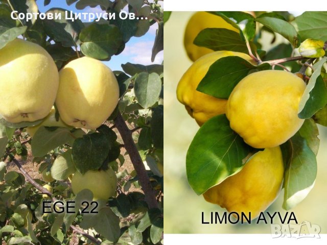 Дюля сорт EGE 22 и LIMON, снимка 1 - Градински цветя и растения - 42573373