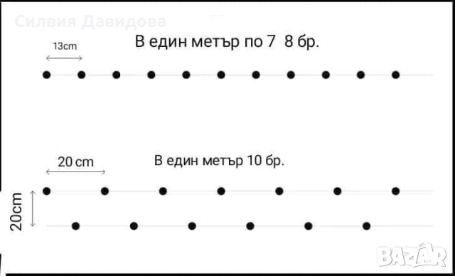 0.70 лв Лигуструм на корен, снимка 3 - Градински цветя и растения - 52023071
