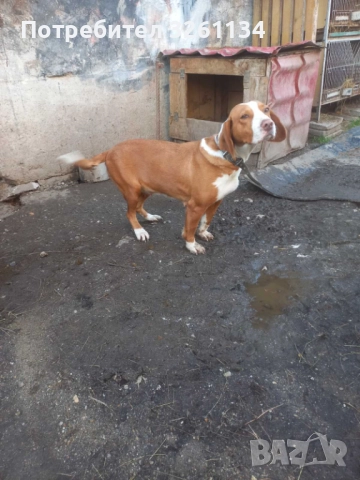 Посавско Гонче , снимка 3 - Гонче - 52536105