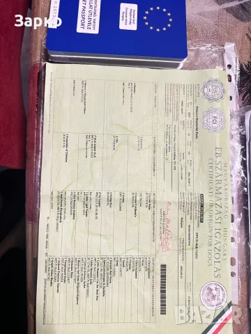Продава се Френски булдог, снимка 2 - Френски булдог - 55748805