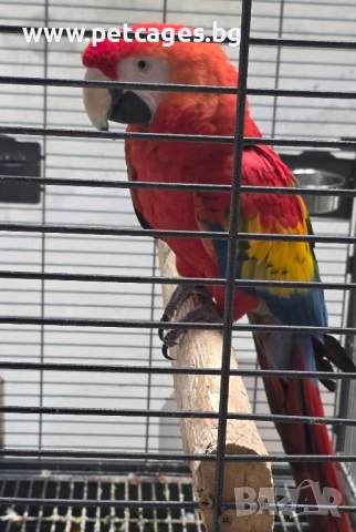 Скарлет Ара - Женска 5 г.