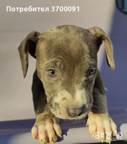 питбул, снимка 9 - Питбул - 52775499