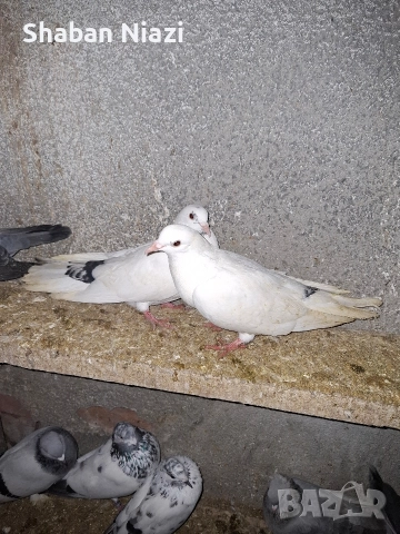 Чифт дрезгави , снимка 2 - Гълъби - 52839865