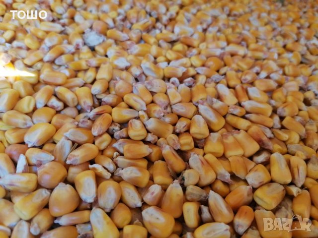  царевица, люцерна, сено, овесена и пшеничена слама , снимка 4 - Крави - 21286472